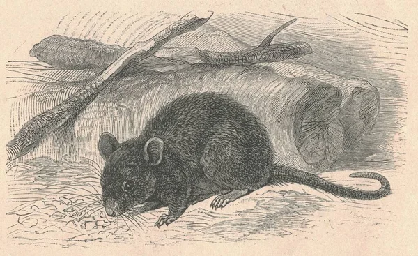 Ilustração Gravada Antiga Rato Doméstico Mus Musculus Ilustração Vintage Mouse — Fotografia de Stock