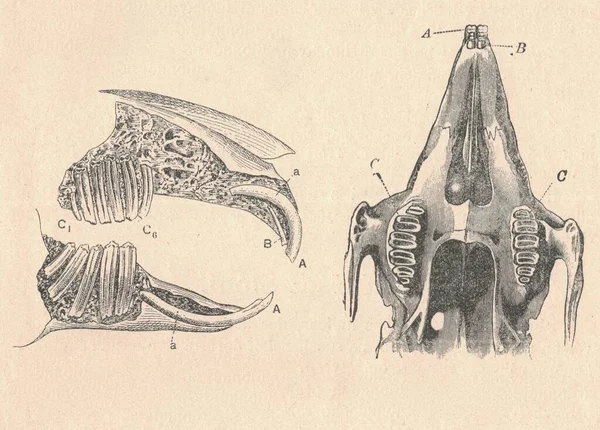 兔子下颚的横截面 古老的野兔下颌骨雕刻画 下颌骨部分的古老图解 兔爪骨的古董雕刻画 包括图例 — 图库照片