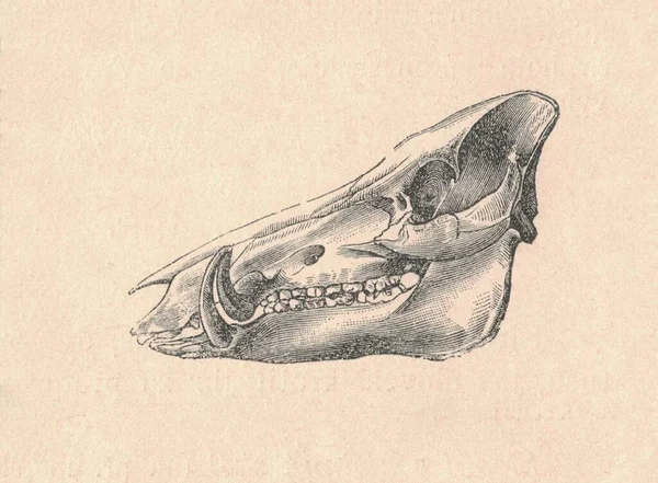 Czaszka Dzika Zabytkowa Ryta Ilustracja Czaszki Dzikiej Świni Klasyczna Ilustracja — Zdjęcie stockowe