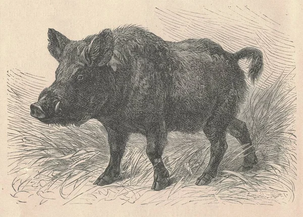 Illustration Gravée Antique Sanglier Illustration Vintage Cochon Sauvage Image Gravée — Photo