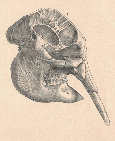 Doorsnede Van Olifantenschedel Antieke Gegraveerde Illustratie Van Schedel Van Olifant — Stockfoto