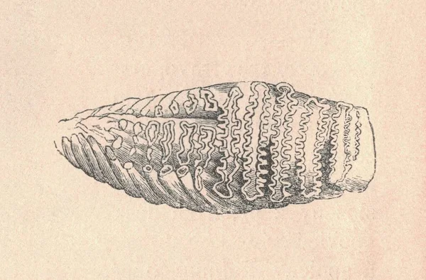 マンモスの臼歯のアンティーク彫刻のイラスト マンモスの臼歯のヴィンテージイラスト 動物のアンティーク彫刻写真 — ストック写真