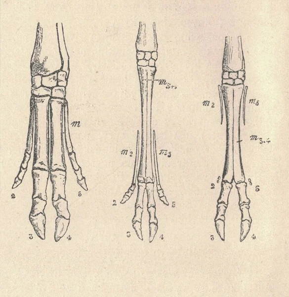 古代雕刻的腿骨 鹿和羊的图解 老旧的腿骨图解 鹿和羊 动物的古董雕刻画 包括图例 — 图库照片
