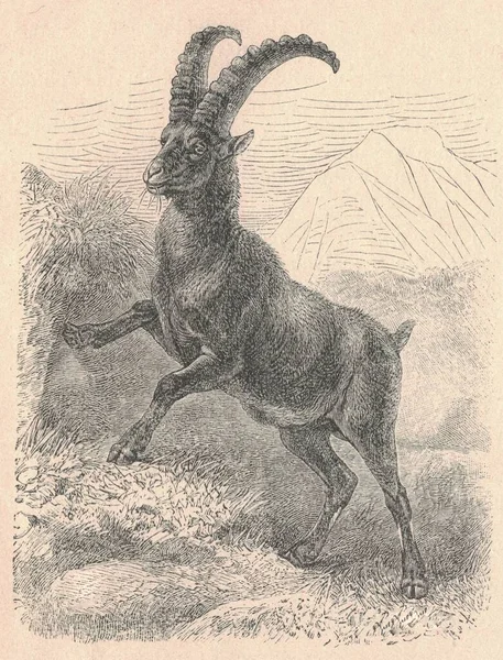 アイベックスのアンティーク彫刻のイラスト Ibexのヴィンテージイラスト 古い刻まれた動物の絵 — ストック写真