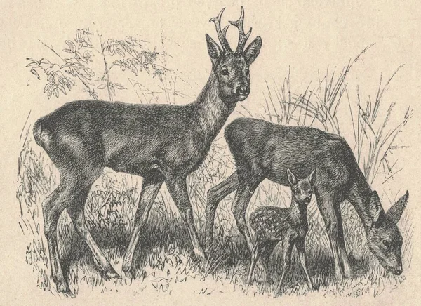 Antique Engraved Illustration Roe Deer Family Vintage Illustration Roe Deer — Stock Photo, Image
