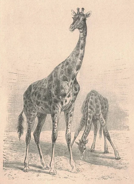 Antieke Gegraveerde Illustratie Van Giraffen Vintage Illustratie Van Giraffen Oude — Stockfoto