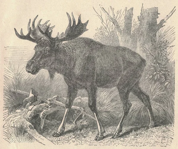 Antique Engraved Illustration Moose Vintage Illustration Elk Old Engraved Picture — Stock Photo, Image