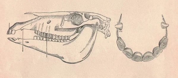 马门牙和犬齿的古董雕刻图解 马颅骨 马门牙和犬齿的古老图解 动物的旧雕刻图片 — 图库照片
