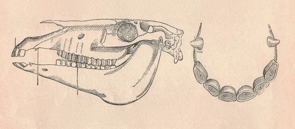 Antieke Gegraveerde Illustratie Van Paardenschedel Paarden Snijtanden Hoektanden Vintage Illustratie — Stockfoto
