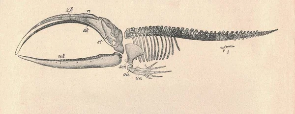 Σκελετός Φάλαινας Antique Χαραγμένη Απεικόνιση Του Σκελετού Bowhead Φάλαινα Vintage — Φωτογραφία Αρχείου
