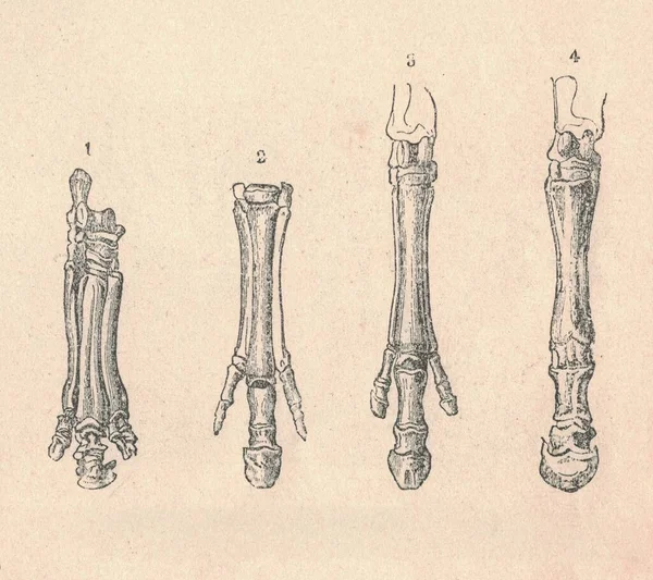 Illustration Gravée Antique Membre Antérieur Des Animaux Des Espèces Éteintes — Photo