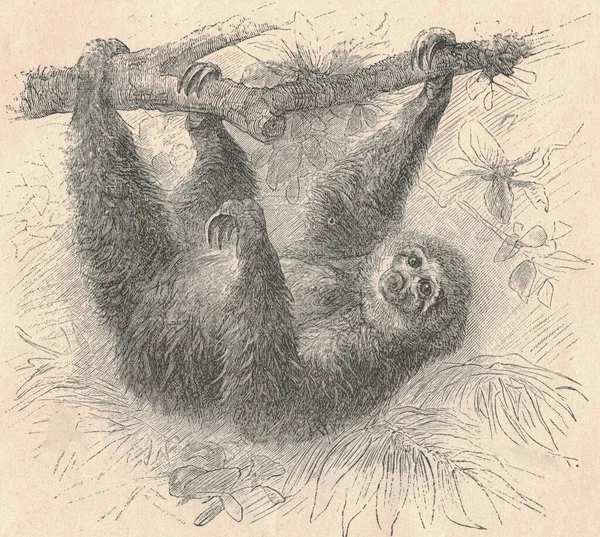 Antique engraved illustration of the three-toed sloth. Vintage illustration of the three-toed sloth. Old engraved picture of the animal. The three-toed or three-fingered sloths are arboreal neotropical mammals . They are the only members of the genus