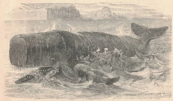 Antique engraved illustration of the sperm whale. Vintage illustration of  the sperm whale. Old engraved picture of the animal. The sperm whale or cachalot (Physeter macrocephalus) is the largest of the toothed whales and the largest toothed predator