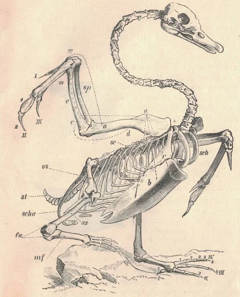 Antik Gestochene Illustration Des Schwanenskeletts Vintage Illustration Des Schwanenskeletts Altes — Stockfoto