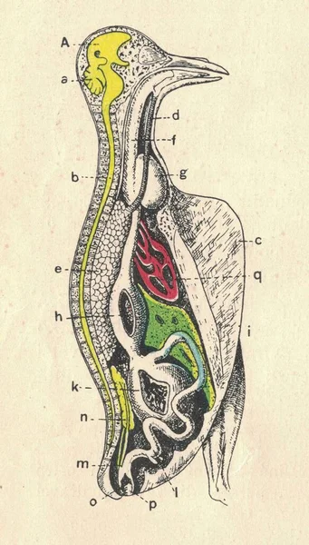 Staré Ryté Ilustrace Ptačí Anatomie Holub Ročník Ilustrace Ptačí Anatomie — Stock fotografie