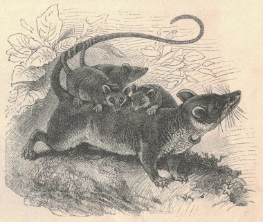 Keseli sıçan ve genç hayvanların antik oymalı çizimi. Genç keseli sıçanın klasik çizimi. Hayvanın eski oymalı resmi. Keseli sıçanlar, Didelphimorthe Americas 'a özgü keseli tarikatın üyeleridir. En büyük sipariş.