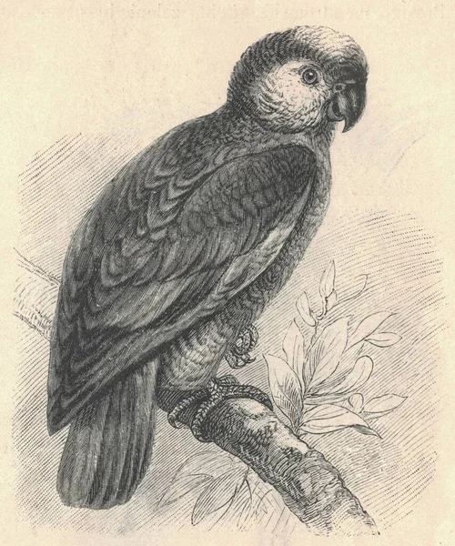 고대에 새겨져 아마존 앵무새의 아마존 앵무새의 빈티지 동물의 그림이 새겨져 — 스톡 사진