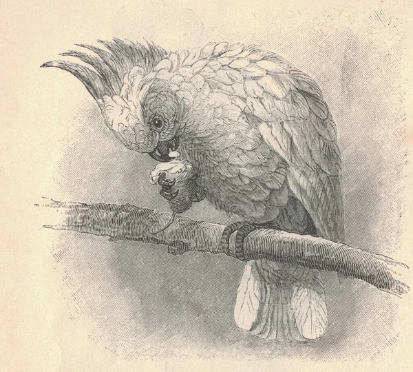 这只鹦鹉的古董雕刻画 鹦鹉的古色古香图解这只动物的古老的雕刻图片 Cockatoo 是21种鹦鹉中的任意一种 属于仙人掌科 Cacatuidae 是仙人掌科唯一的一个科 — 图库照片