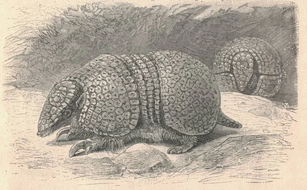 Illustration Gravée Antique Armadillo Illustration Vintage Armadillo Ancienne Image Gravée — Photo