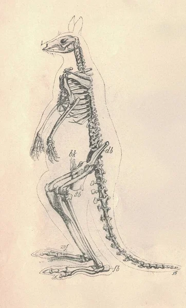 Antique engraved illustration of the kangaroo skeleton. Vintage illustration of the kangaroo skeleton. Old engraved picture of the kangaroo skeleton.