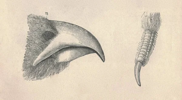 Antieke Gegraveerde Illustratie Van Korhoen Snavel Vrouwelijke Korhoen Talon Antieke — Stockfoto