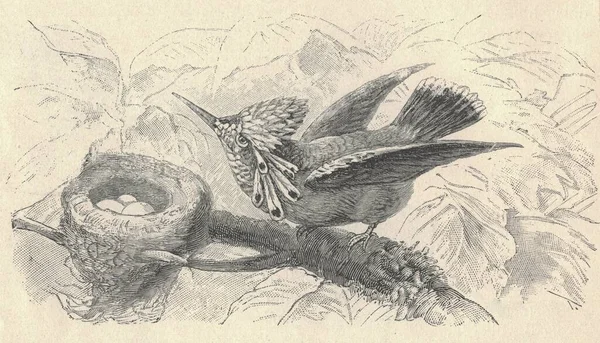Sinek Kuşunun Antik Oymalı Çizimi Hummer Klasik Çizimi Kuşun Eski — Stok fotoğraf