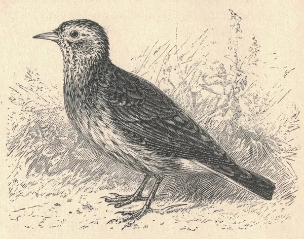 Antique Engraved Illustration Eurasian Skylark Vintage Illustration Eurasian Skylarkt Old — Stock Photo, Image