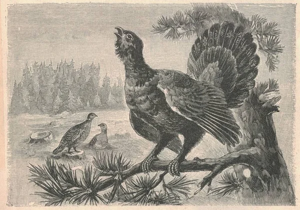 Antica Illustrazione Incisa Del Gallo Cedrone Illustrazione Vintage Del Gallo — Foto Stock