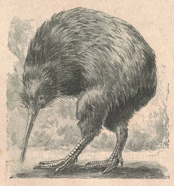 Antique engraved illustration of the kiwi bird. Vintage illustration of the kiwi. Old engraved picture of the bird. Kiwi are flightless birds endemic to New Zealand of the genus Apteryx and family Apterygidae. Approximately the size of a domestic chi