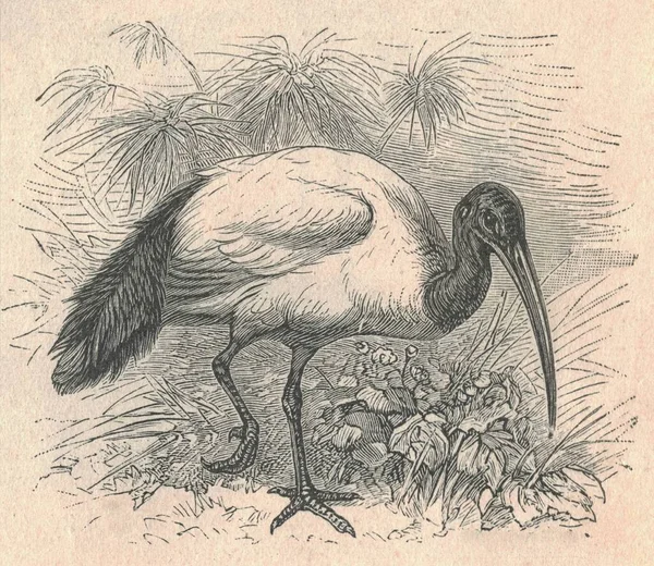 イビスのアンティーク彫刻されたイラスト イビスのヴィンテージイラスト 鳥の古い刻まれた画像 イビススは 平野に生息するトレスキオルニトシダエ科の長い足の鳥のグループです イビスデリブ — ストック写真