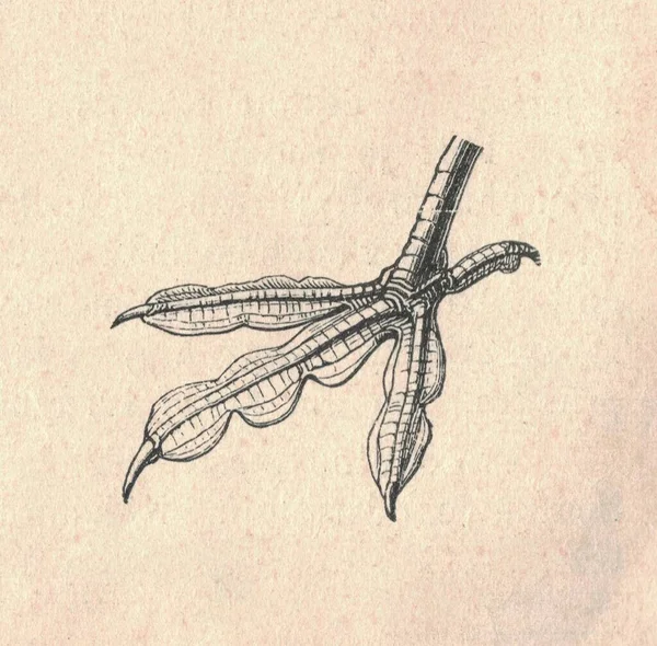 Kaz Bacağı Yaban Ördeğinin Antik Oymalı Çizimi Yaban Ördeğinin Klasik — Stok fotoğraf