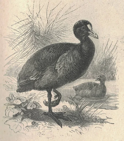 Yaban Ördeğinin Antik Oymalı Çizimi Yaban Ördeğinin Klasik Çizimi Kuşun — Stok fotoğraf