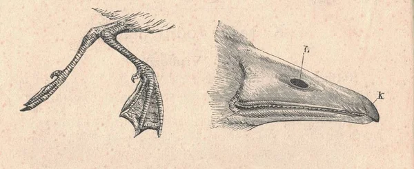 脚とガチョウのくちばし ガチョウのアンティーク彫刻イラスト 野生のガチョウのヴィンテージイラスト 鳥の古い刻まれた画像 ガチョウはアナトデ科のいくつかの水鳥の種の鳥です このグループはGで構成され — ストック写真