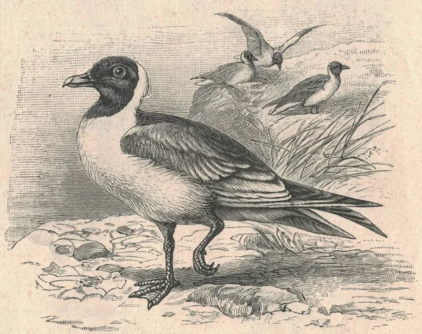 Illustration Gravée Antique Mouette Tête Noire Illustration Vintage Mouette Tête — Photo