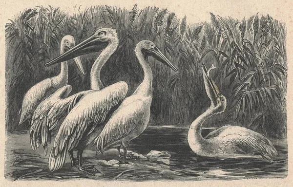 Pelikanın Antik Oymalı Çizimi Pelikanın Klasik Çizimi Kuşun Eski Oymalı — Stok fotoğraf