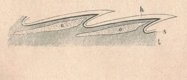 Kertenkele derisinin çapraz kesimi. Kum kertenkelesi derisinin antik oymalı çizimi. Kum kertenkelesinin klasik çizimi. Sürüngenin eski oymalı resmi. Figür efsanesi.