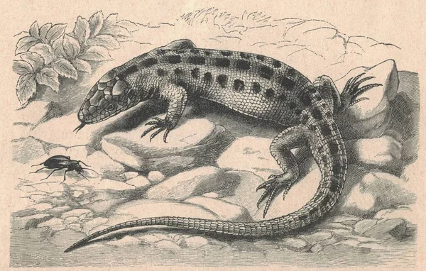 Illustration Gravée Antique Lézard Sable Illustration Vintage Lézard Sable Vieille — Photo