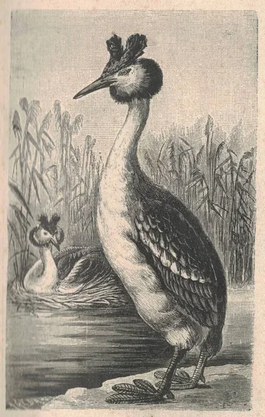 偉大な胸肉のアンティーク刻まれたイラスト 偉大なクレストグレーブのヴィンテージイラスト 鳥の古い刻まれた画像 グレートクレストグレーブは 水の鳥です それは大家族の一員です 学名はPodicepsです — ストック写真