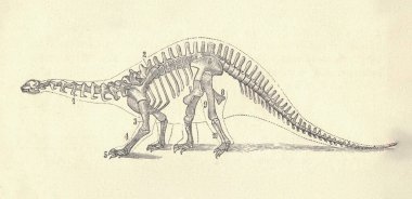 Dinozor iskeletinin antik oymalı çizimi. Dinozor iskeletinin klasik çizimi. Dinozor iskeletinin eski oymalı resmi. Dinozorlar, dinazorlar sınıfının çeşitli sürüngenlerinden oluşur. İlk olarak TR sırasında ortaya çıktılar.