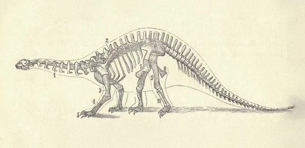 Antique engraved illustration of the dinosaur skeleton. Vintage illustration of the dinosaur skeleton. Old engraved picture of the dinosaur skeleton. Dinosaurs are a diverse group of reptiles of the clade Dinosauria. They first appeared during the Tr