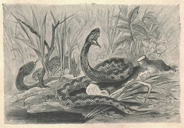 Antik Viper Oymalı Bir Resmi Sıradan Bir Yılanın Klasik Çizimi — Stok fotoğraf