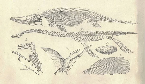 Zabytkowe Ryte Ilustracje Wymarłych Szkieletów Zwierzęcych Historyczna Ilustracja Wymarłych Szkieletów — Zdjęcie stockowe