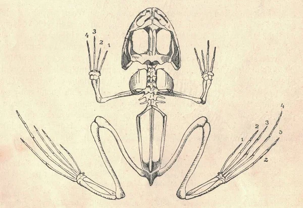 Античная Гравированная Иллюстрация Съедобного Скелета Лягушки Винтажная Иллюстрация Съедобного Скелета — стоковое фото