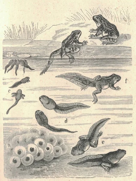 Starožitná Rytá Ilustrace Žabí Proměny Ročník Ilustrace Žáby Metamorfózy Starý — Stock fotografie