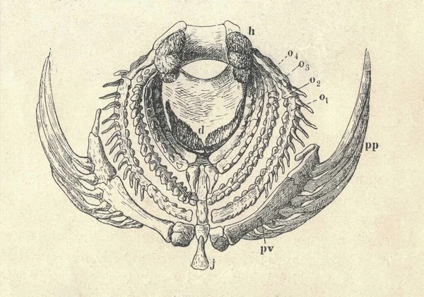 Dil Kemiği Avrupa Levreğinin Solungaçlarının Antik Oymalı Çizimi Dil Kemiği — Stok fotoğraf