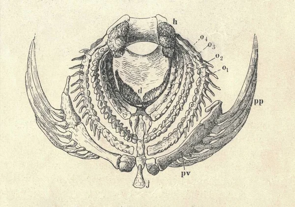 Antike Gravierte Illustration Des Jochbeins Und Der Kiemen Von Barschen — Stockfoto