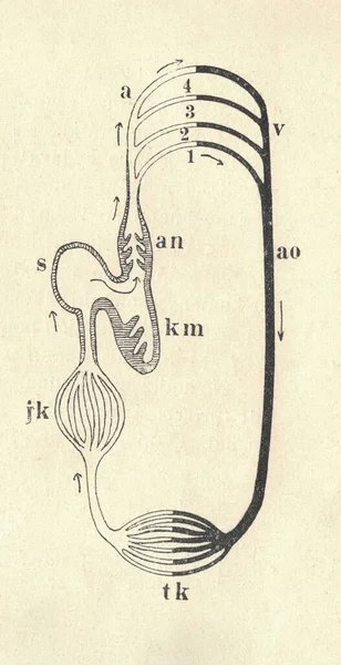 Illustrazione Antica Della Circolazione Del Sangue Dei Pesci Illustrazione Antica — Foto Stock