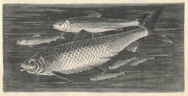 大西洋ニシンのアンティークイラスト 大西洋ニシンのヴィンテージイラスト 大西洋ニシンのアンティーク写真 大西洋ニシン Cluepea Harenus ニシン科のニシンである 最も豊富な魚種の一つである — ストック写真