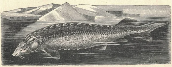 Beluga Nın Mersin Balığı Antik Çizimi Mersin Balığının Klasik Çizimi — Stok fotoğraf