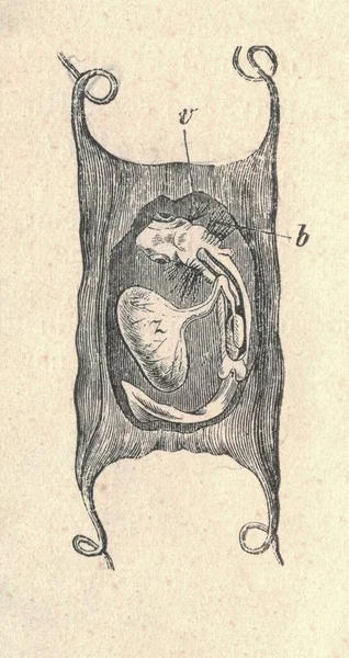 Antik Illusztráció Cápa Tojás Embrió Zsák Vintage Illusztrációja Cápa Tojás — Stock Fotó